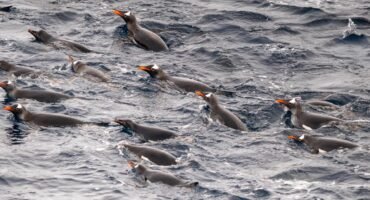 Penguins leaping out of choppy water while swimming alongside expedition ship in Antarctica