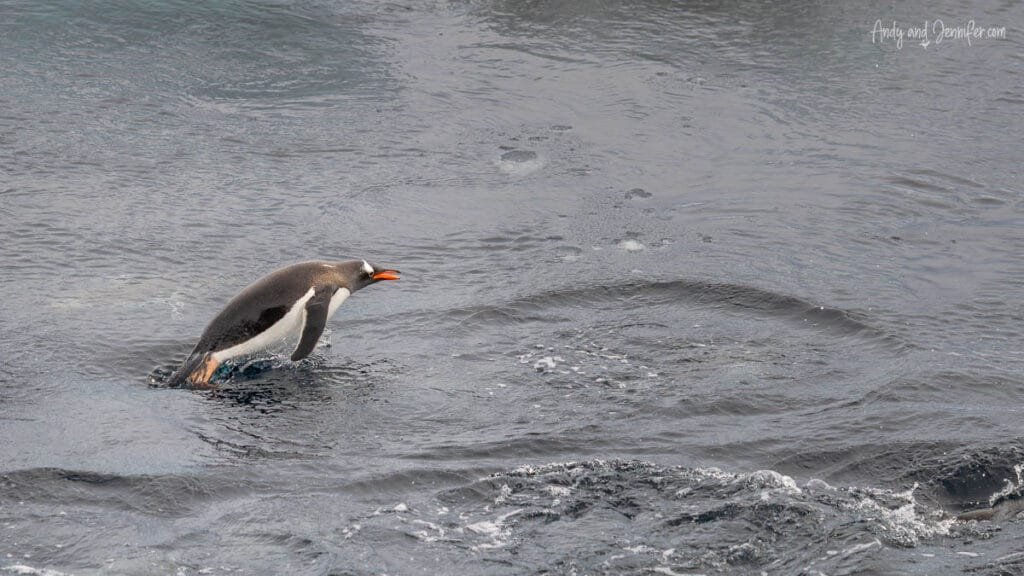 Gentoo penguin porpoising through the water in Antarctica