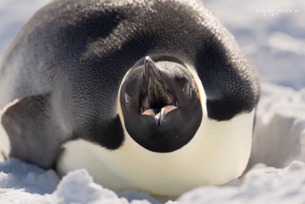 Adult emperor penguin calling while lying on Antarctic sea ice