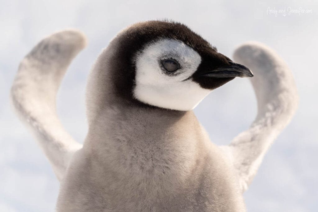 Close-up of fluffy emperor penguin chick lifting its flippers in Antarctica