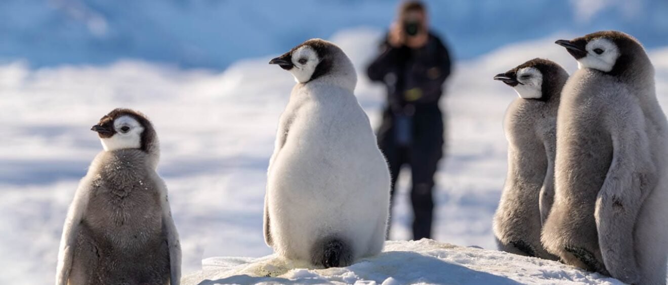 Cluster of fluffy emperor penguin chicks on snow with photographer blurred behind them