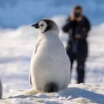 Cluster of fluffy emperor penguin chicks on snow with photographer blurred behind them