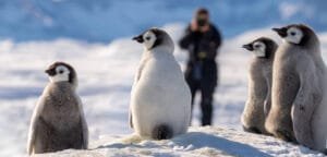 Cluster of fluffy emperor penguin chicks on snow with photographer blurred behind them