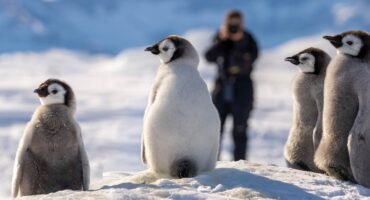Cluster of fluffy emperor penguin chicks on snow with photographer blurred behind them
