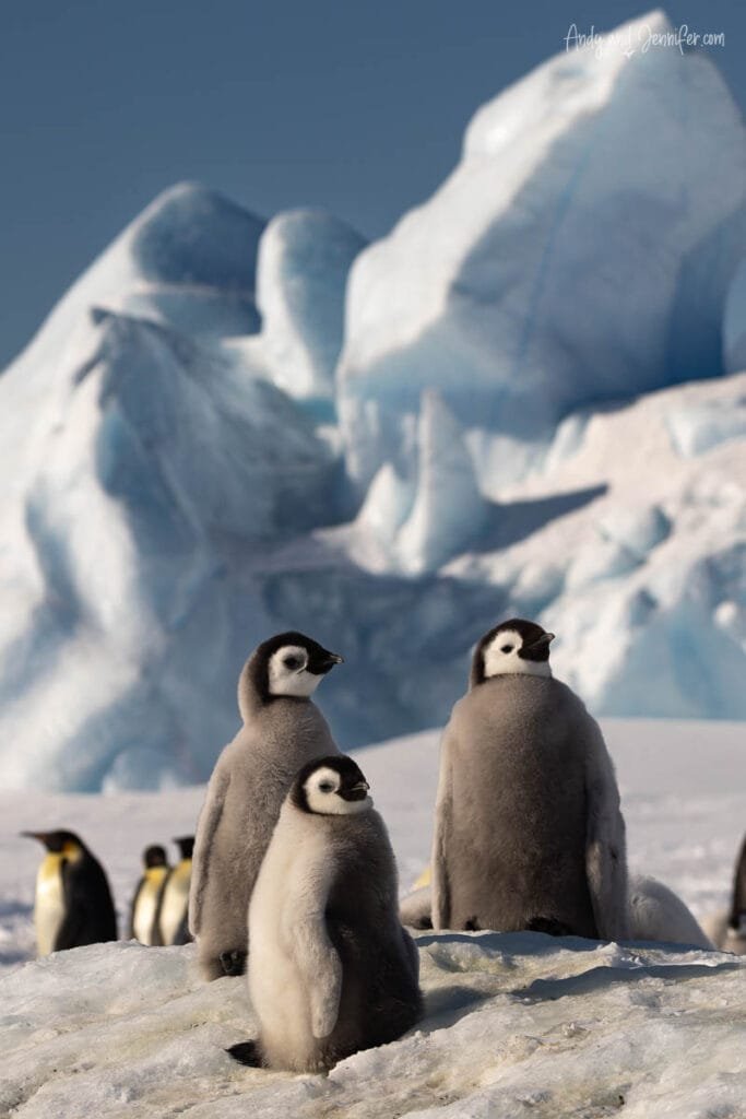 Group of emperor penguin chicks on sea ice with towering icebergs behind them