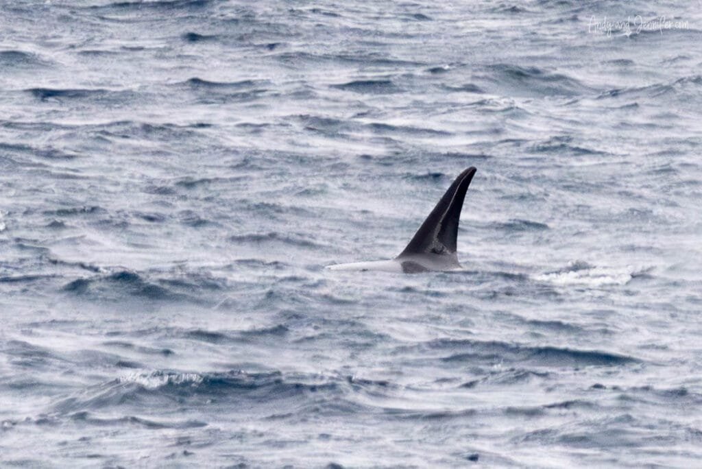 Orca surfacing in the Southern Ocean near the Antarctic Peninsula during an Antarctic expedition cruise