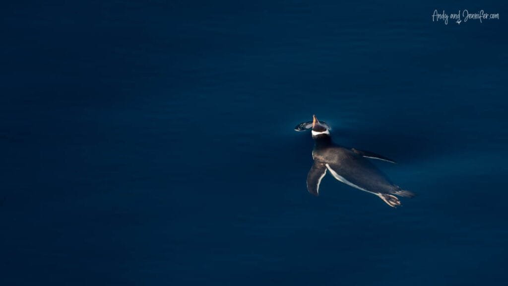 Gentoo penguin swimming beneath the surface of deep blue Antarctic water in Hidden Bay, Antarctica