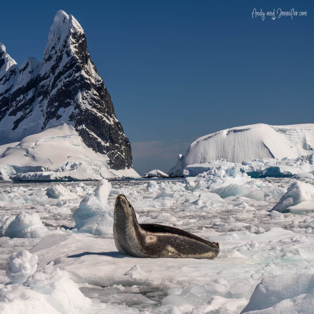 Leopard seal resting on Antarctic sea ice surrounded by glaciers and floating ice in Hidden Bay, Antarctica