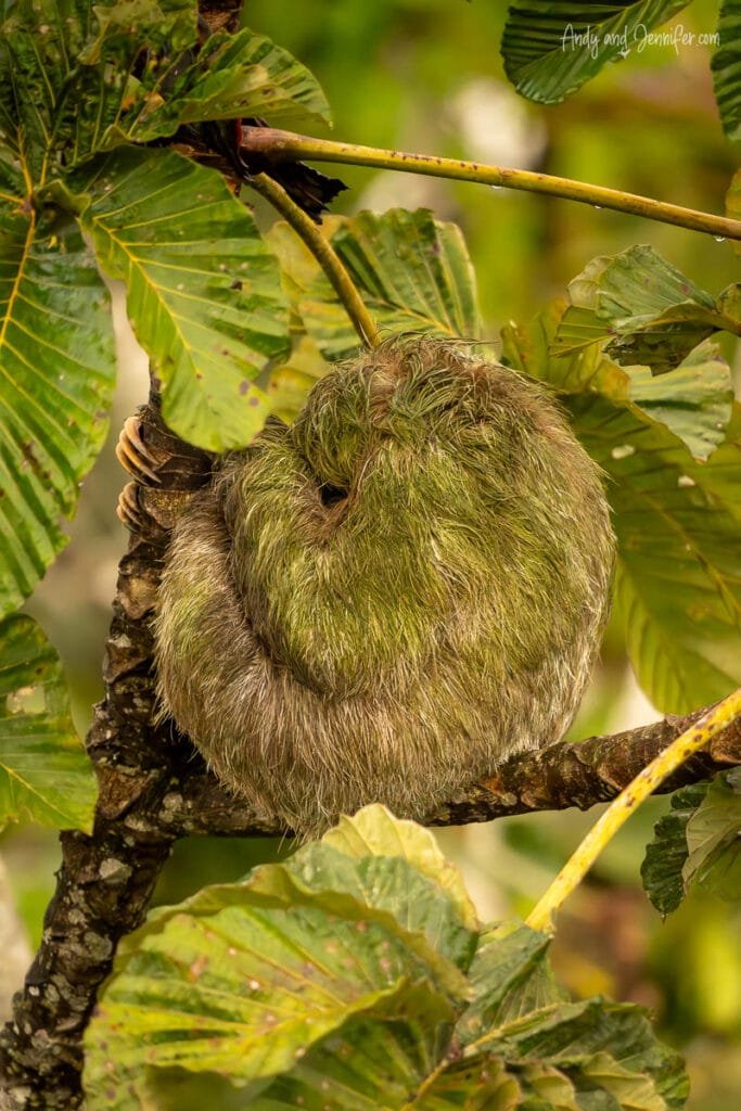 Three-toed sloth curled up asleep in the rainforest canopy near Canopy Tower in Panama during an early morning wildlife viewing session above the jungle canopy