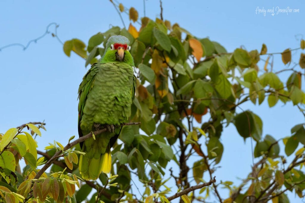 Red-lored amazon parrot perched in the rainforest canopy near Canopy Tower in Panama during an early morning birding session