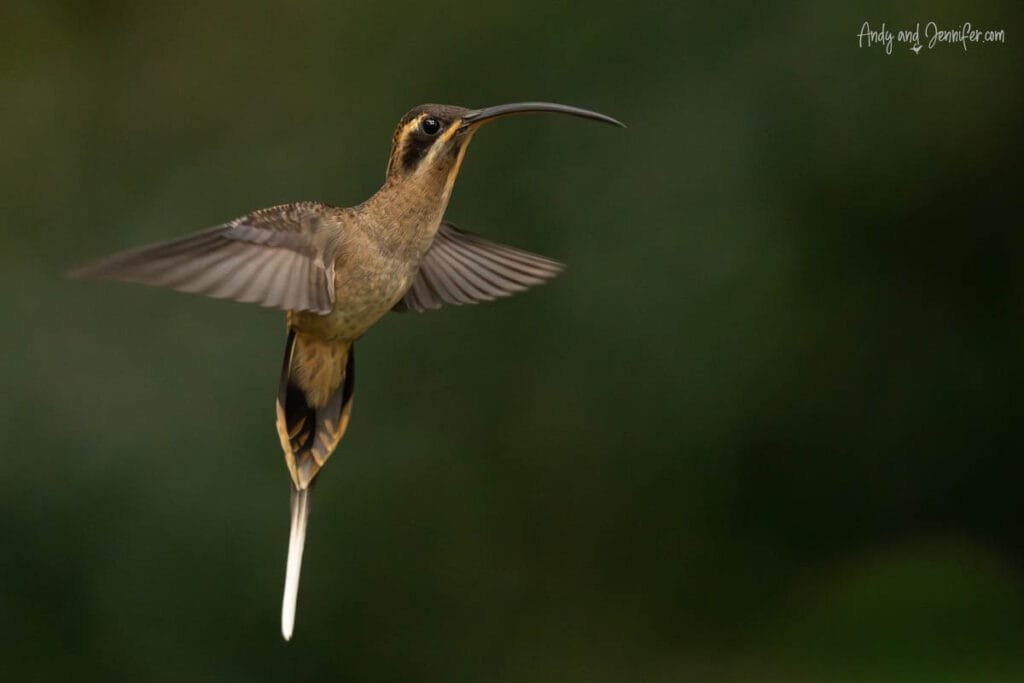 Long-billed hermit hummingbird hovering in the rainforest near Canopy Tower in Panama during an early morning birding session
