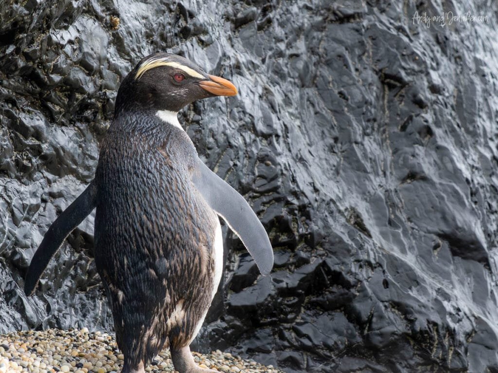 Fiordland crested penguin on wet rocks along West Coast shoreline, New Zealand