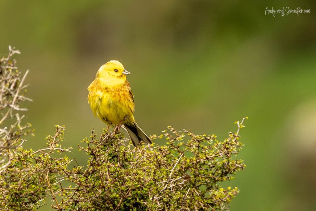 Yellowhammer perched on a bush in Akaroa, New Zealand