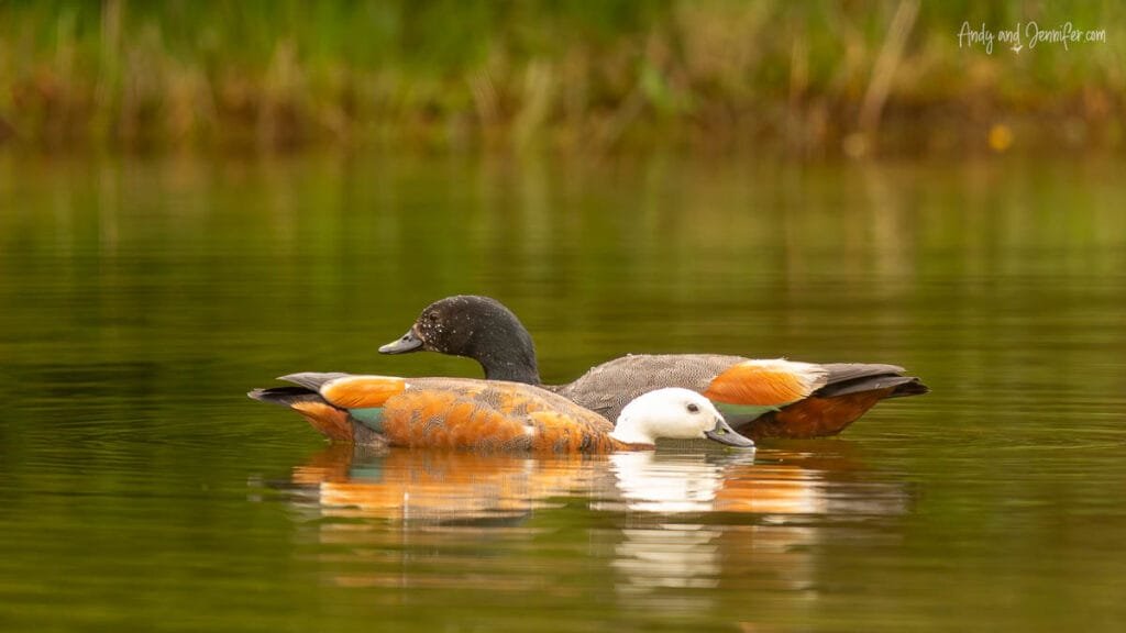 Paradise shelducks swimming in a pond on Banks Peninsula, New Zealand wildlife
