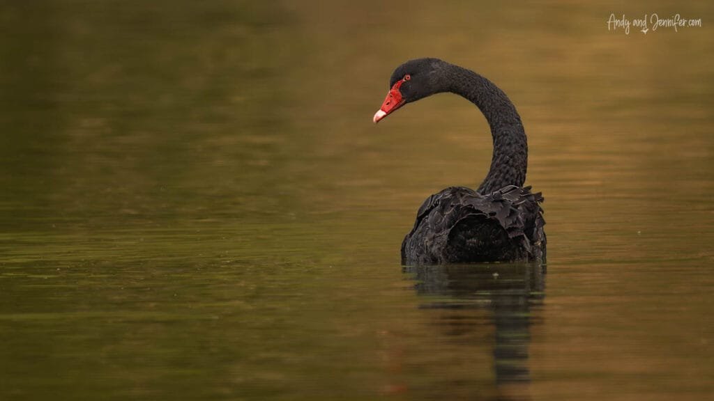 Black swan with red beak on still water, South Island wildlife New Zealand