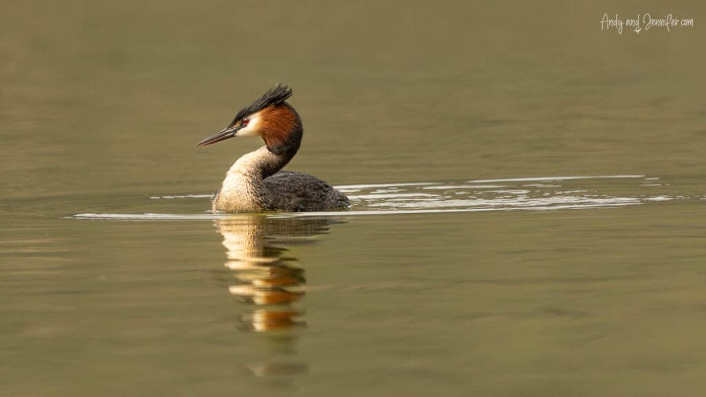Great crested grebe swimming on calm water, photographed on South Island, New Zealand