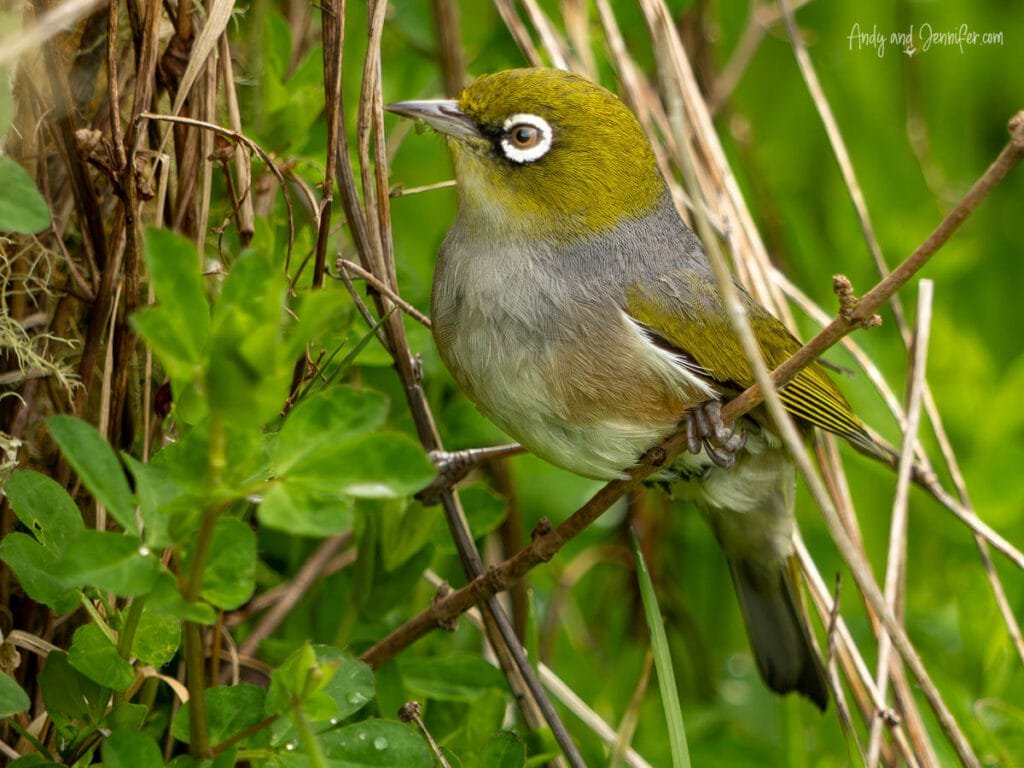 Silvereye bird perched among green foliage, New Zealand wildlife
