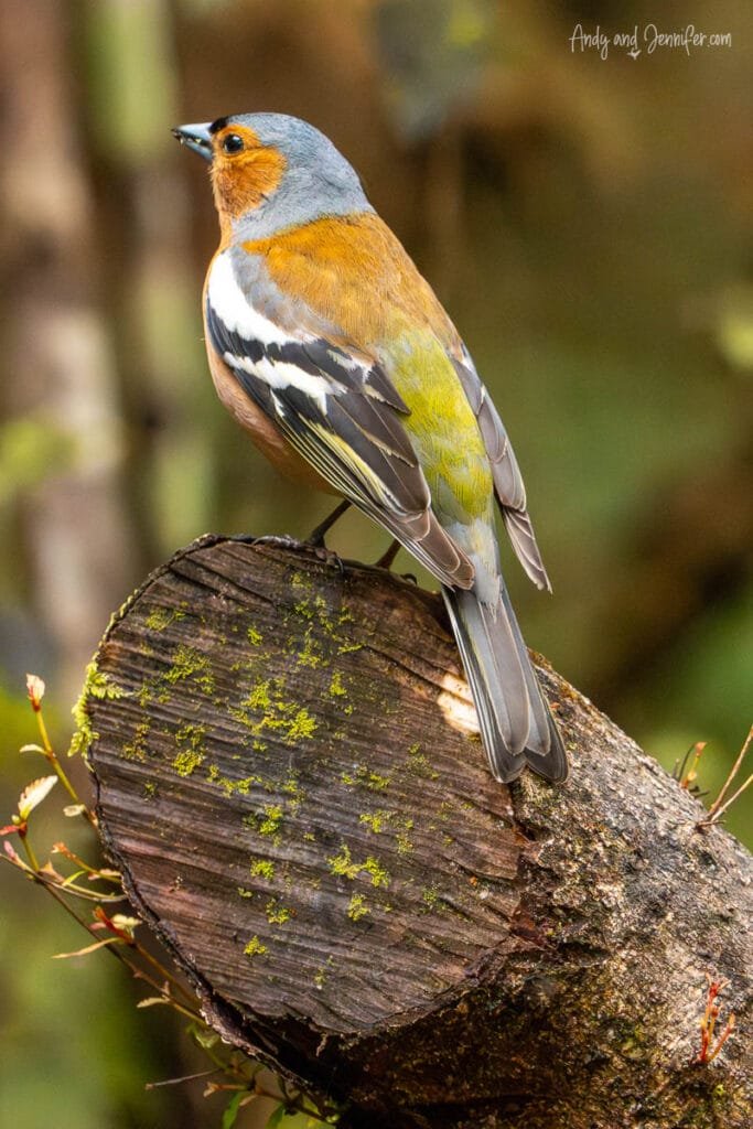 Small native bird perched on branch, South Island, New Zealand wildlife
