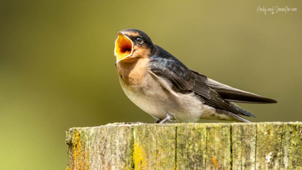 Young bird calling from wooden post, South Island, New Zealand
