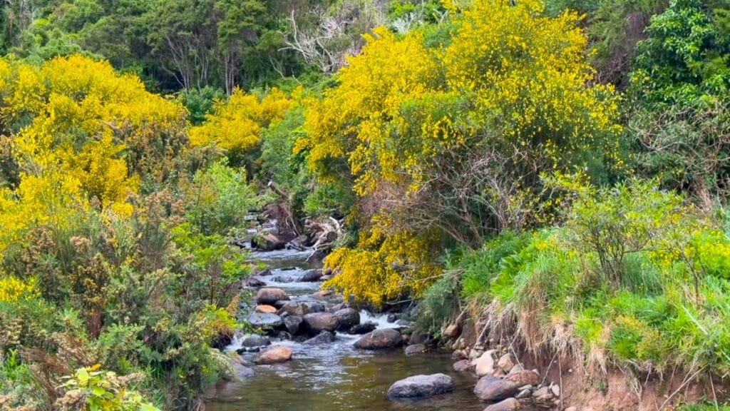 Stream flowing through native bush with yellow flowering trees at Hinewai Reserve on the Banks Peninsula, New Zealand