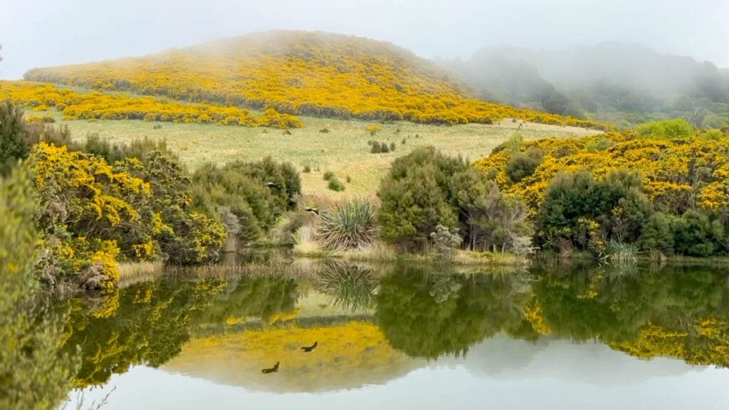 Yellow wildflowers reflected in a calm pond at Hinewai Reserve on the Banks Peninsula near Akaroa, New Zealand