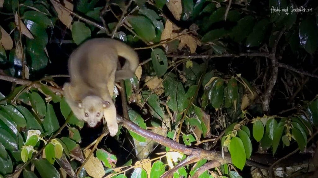 Kinkajou moving through the rainforest canopy at night near Canopy Tower in Panama during an evening wildlife viewing session above the jungle forest