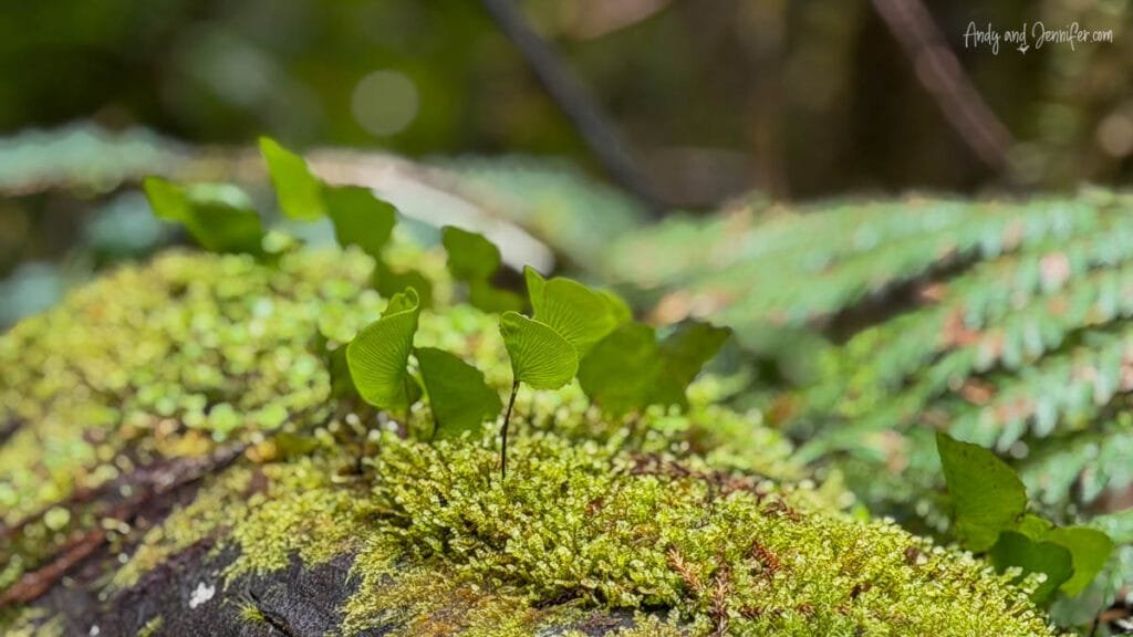 Close-up of moss and native foliage on forest floor, South Island, New Zealand