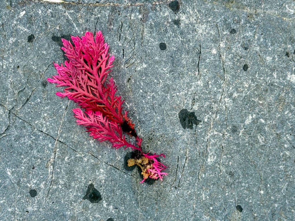 Vibrant pink seaweed on wet sand along South Island coastline, New Zealand