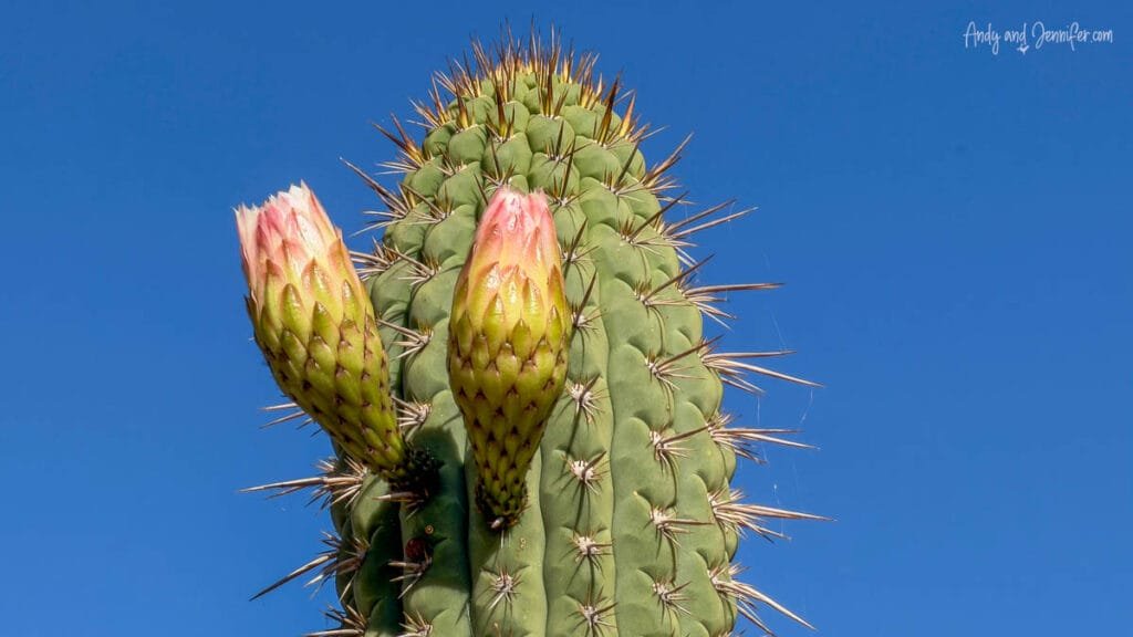 Cactus with flower buds against blue sky, central Chile