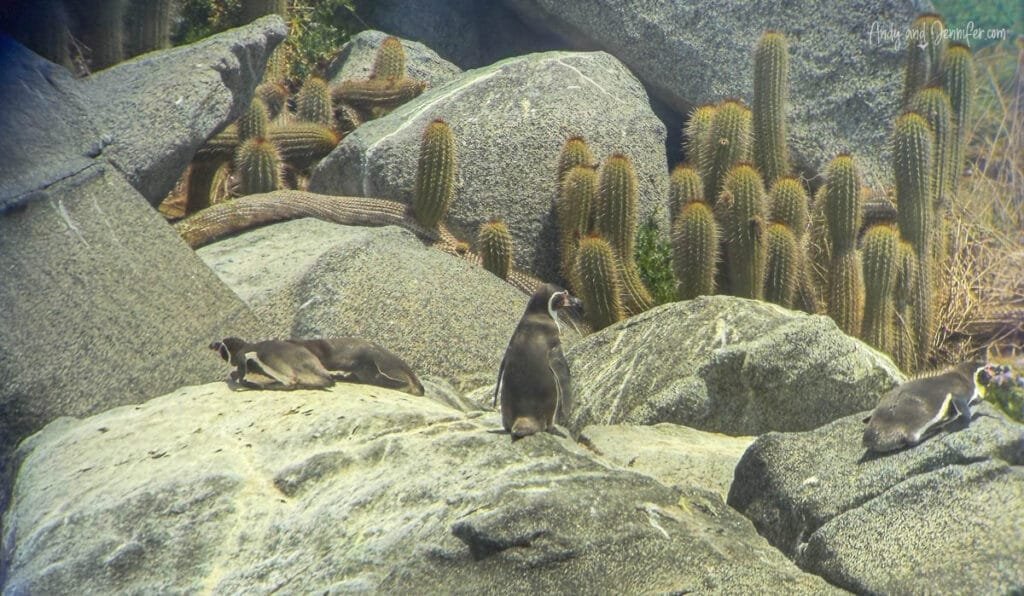 Humboldt penguins resting among coastal rocks and cactus, Chile