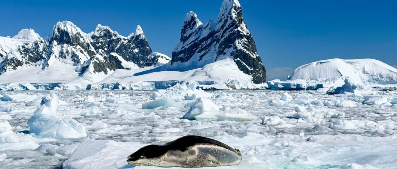 Leopard seal resting on Antarctic sea ice near dramatic mountains and icebergs in Antarctica