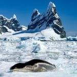 Leopard seal resting on Antarctic sea ice near dramatic mountains and icebergs in Antarctica