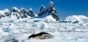Leopard seal resting on Antarctic sea ice near dramatic mountains and icebergs in Antarctica