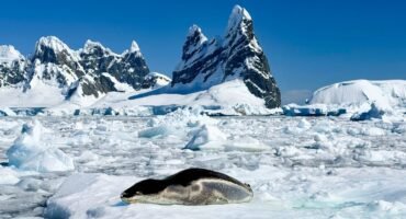 Leopard seal resting on Antarctic sea ice near dramatic mountains and icebergs in Antarctica