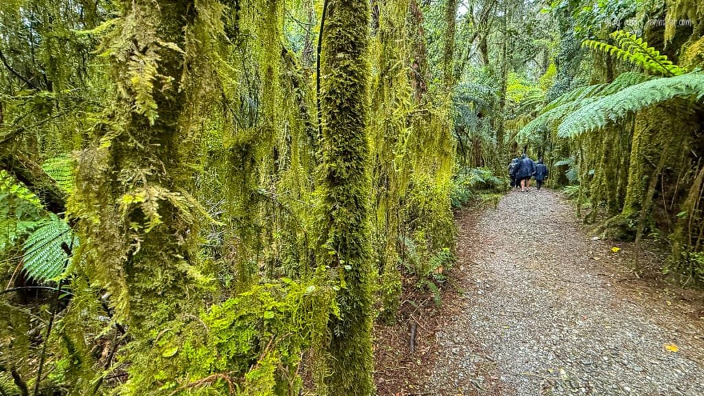 Rainy forest trail leading to the White Heron Sanctuary at Waitangiroto Nature Reserve, South Island, New Zealand