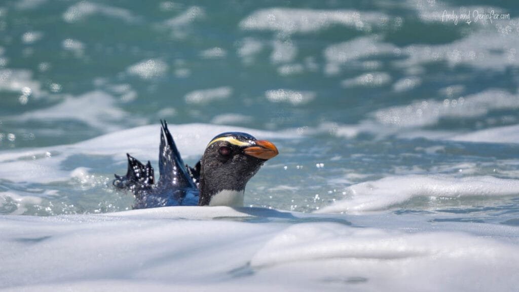 Fiordland penguin surfacing in ocean swell, South Island, New Zealand