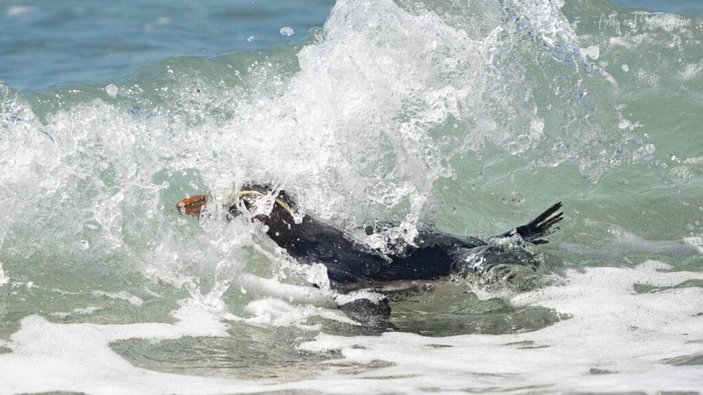 Fiordland penguin diving through breaking waves, West Coast New Zealand