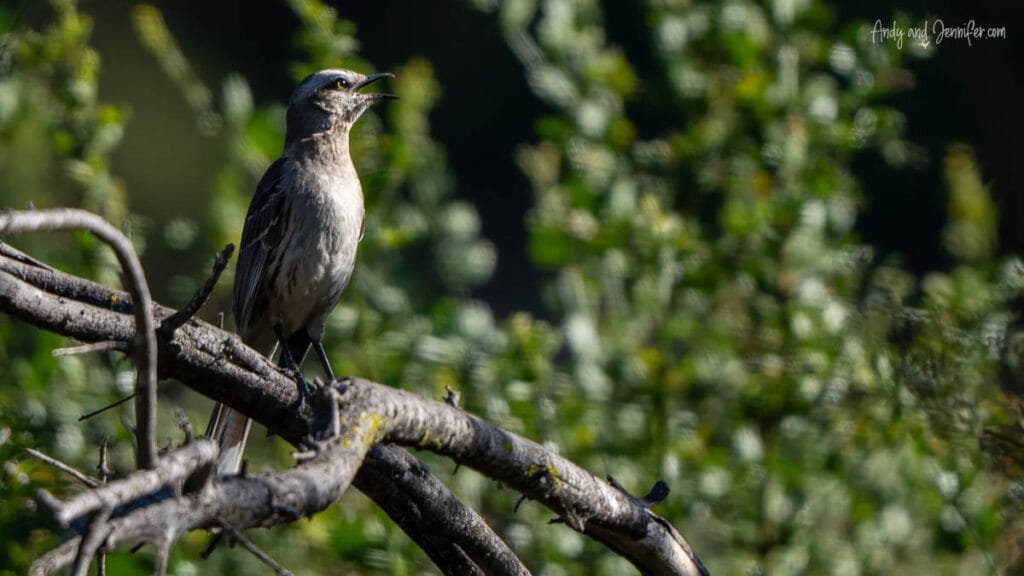 A Chilean mockingbird perched on branch at La Campana National Park, Chile