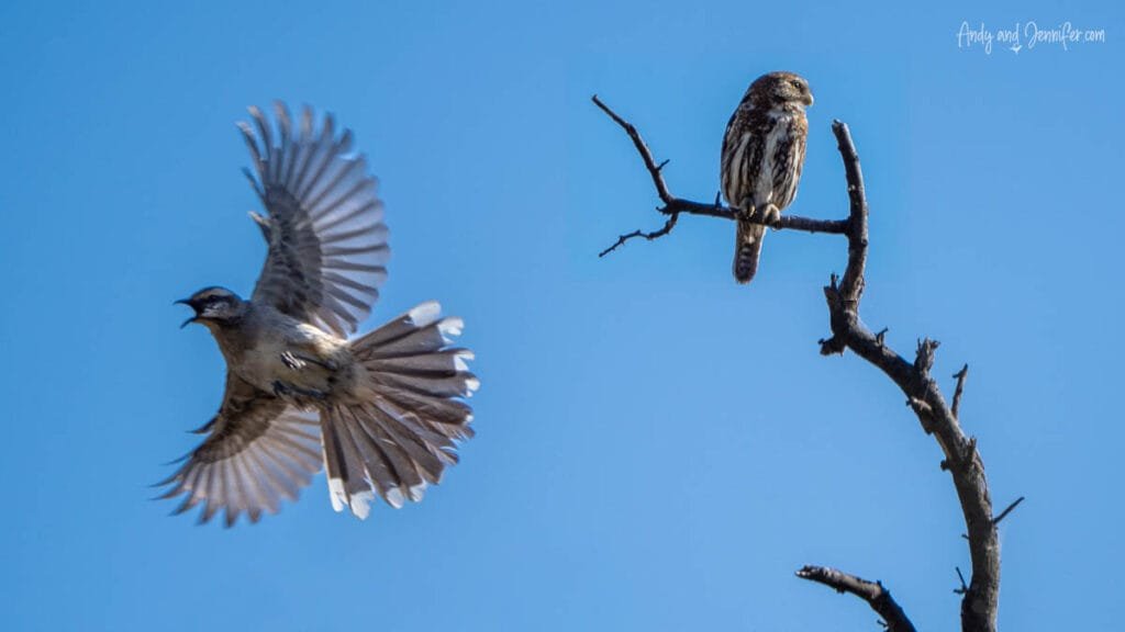 Chilean mockingbird mobbing an Austral pygmy owl at La Campana National Park, Chile
