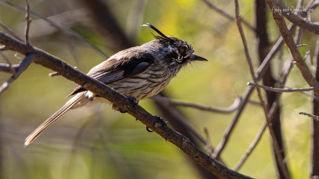 Tufted Tit-tyrantl perched on branch, La Campana National Park