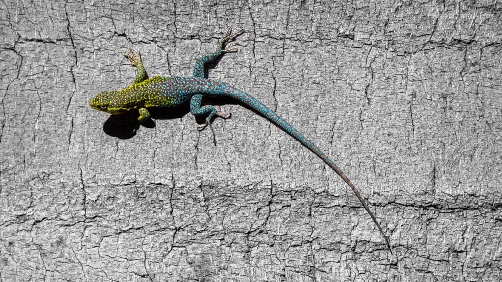 Colorful Chilean lizard on rock wall, La Campana National Park