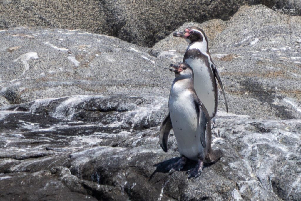 Humboldt penguin standing on rocky shoreline, Chile
