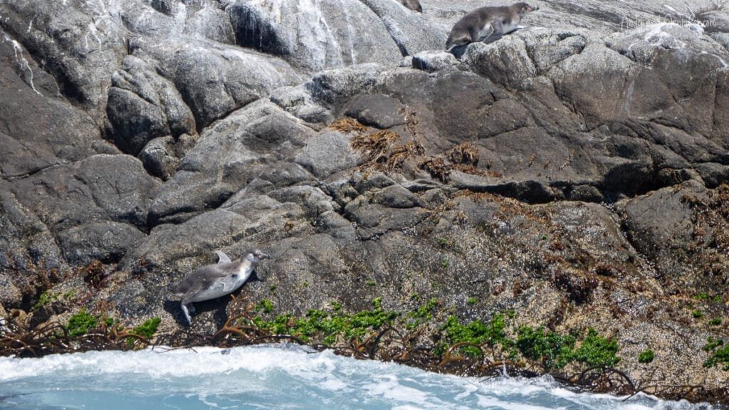 Humboldt penguins walking across rocky coastal habitat, Chile