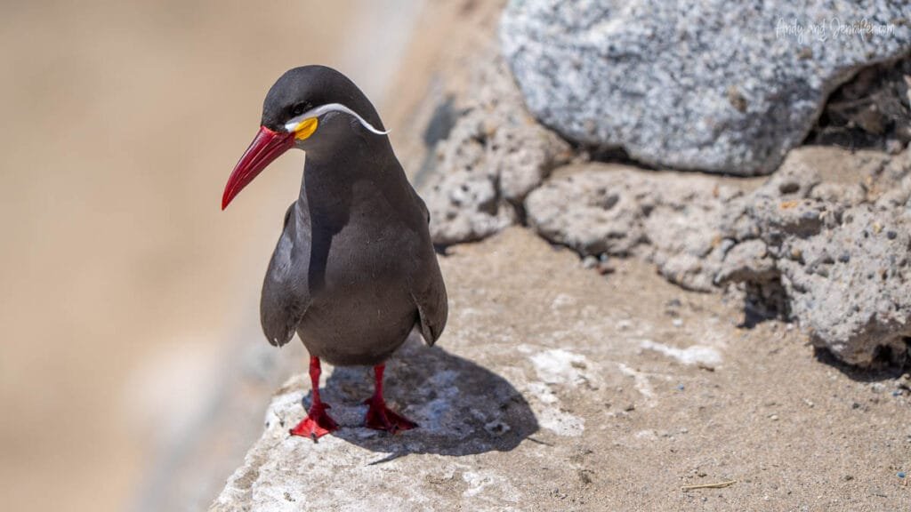 nca tern standing on coastal rock, Chile