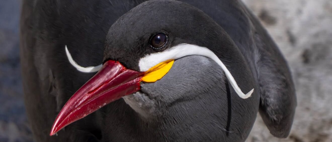 Inca tern close-up showing white moustache feathers, Chile