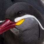 Inca tern close-up showing white moustache feathers, Chile