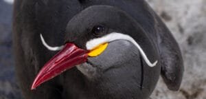 Inca tern close-up showing white moustache feathers, Chile