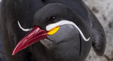 Inca tern close-up showing white moustache feathers, Chile