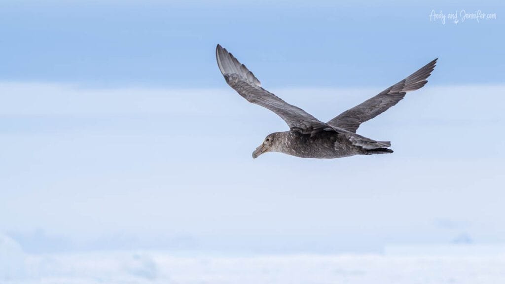 Southern giant petrel soaring over sea ice with Antarctic landscape in backgroun