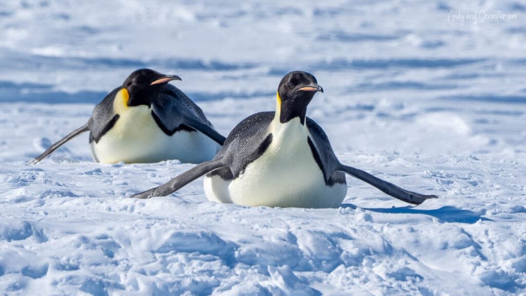 Two emperor penguins tobogganing across Antarctic sea ice